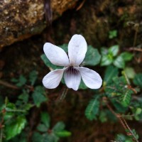 Viola pilosa Blume